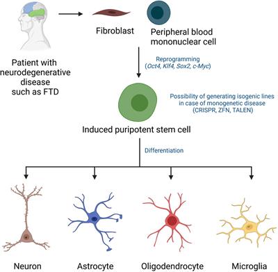 Human Induced Pluripotent Stem Cell Models of Frontotemporal Dementia With Tau Pathology